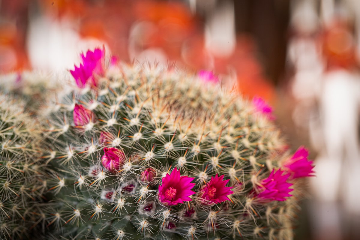 Cactus