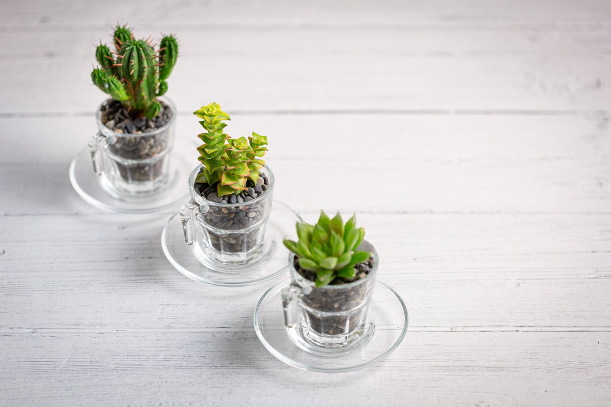 Cactus