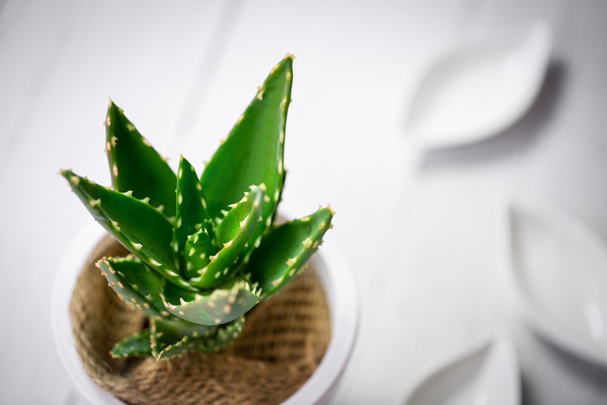 Cactus