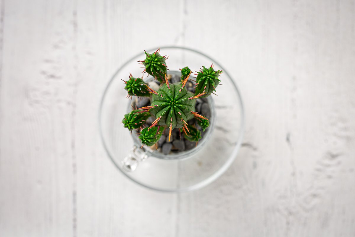 Cactus