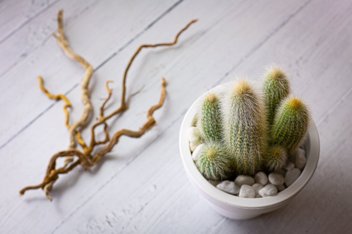 Cactus