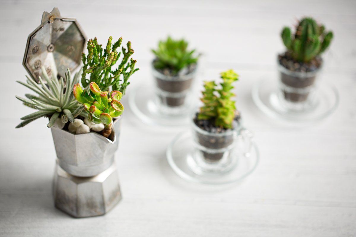 Cactus