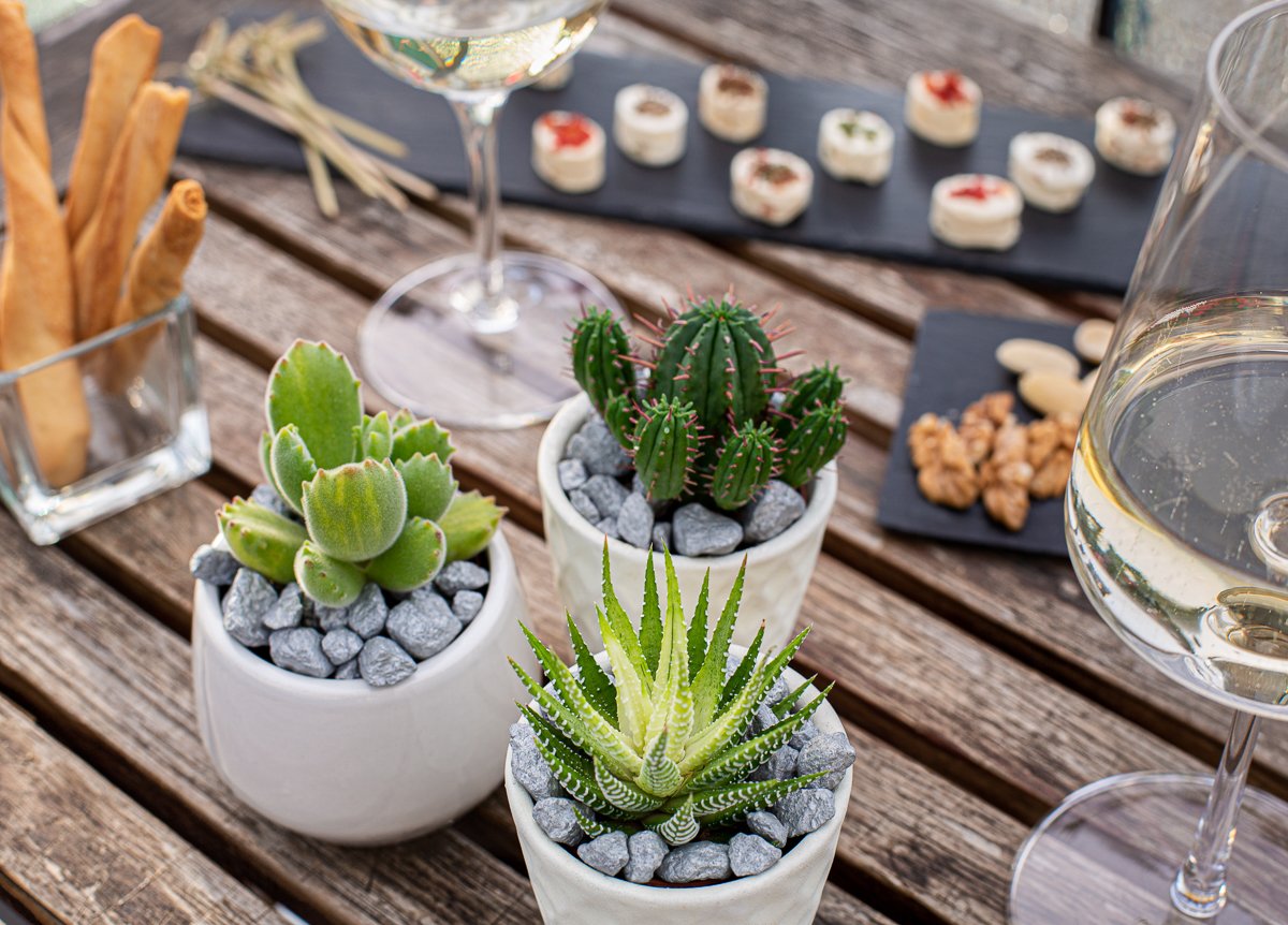 Cactus