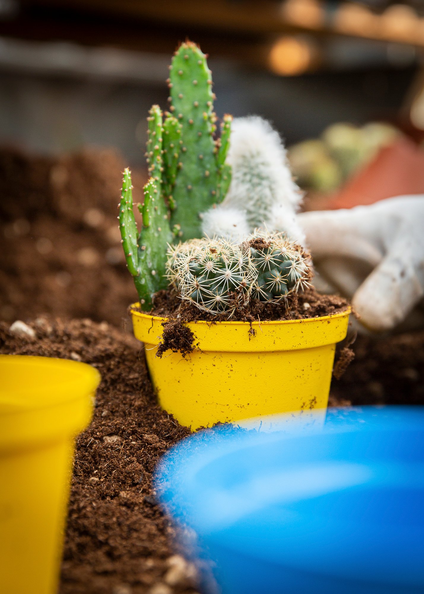 Zunino Cactus