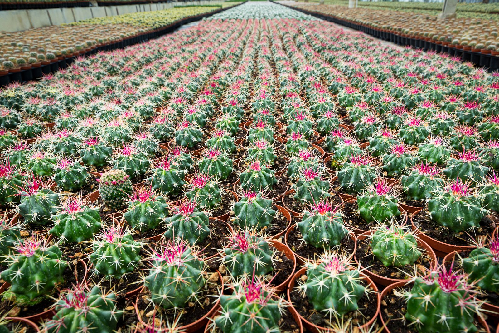 Zunino Cactus